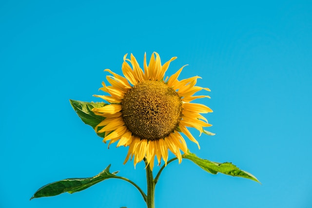 Este solstício de verão, em 21 de junho de 2025, será um dia em que o "Povo do Fogo e o Povo do Metal" poderão facilmente evoluir para as vibrações da quinta dimensão!?